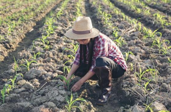 6 Tanaman yang Cocok Ditanam di Daerah Rendah dan Bertanah Pasir, Bisa Tumbuh Subur!